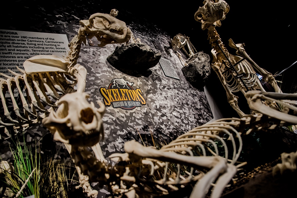 Museu de ossos SKELETONS